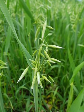 Getreidesorte Saat-Hafer oder Echter Hafer