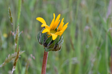 Balsamroot Flower Bud 03