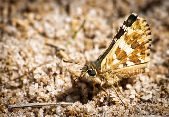 Brown butterfly with black eyes perched on the ground drinking water from the earth