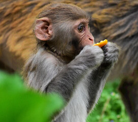 portrait of a young monkey or rhesus macaque (Macaca mulatta)