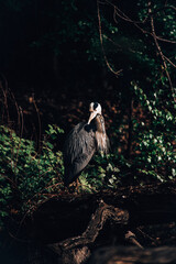 Stork Heron Bird Large Animal Nature 