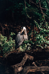 Stork Heron Bird Large Animal Nature 