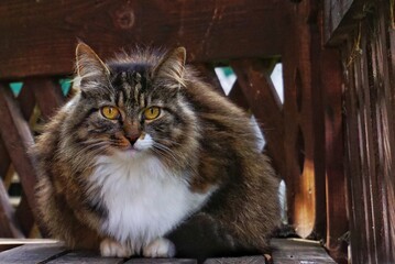 a large fluffy domestic cat sits in a wooden gazebo and looks at the camera