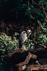 Stork Heron Bird Large Animal Nature 