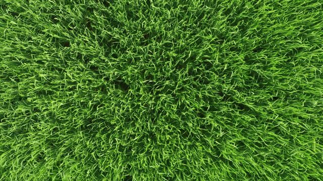 Aerial top down view of fresh green grass in meadow. Corn plants field, daylight, agricultural industry. Natural texture background, young wheat sprouts waving in wind. Harvest organic cultivate