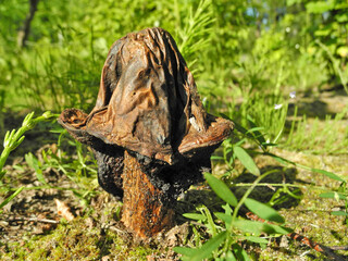 Old wrinkled brown boletus (leccinum or birch bolete) in forest on sunny day. Old age, toxicity, natural background.                               