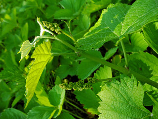 Close-up flowering and ovary of grape bunches on vine in garden