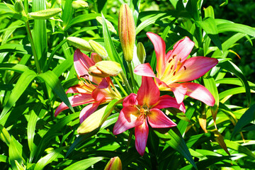 Obraz premium Red, orange and yellow Asiatic lily flower growing in the garden