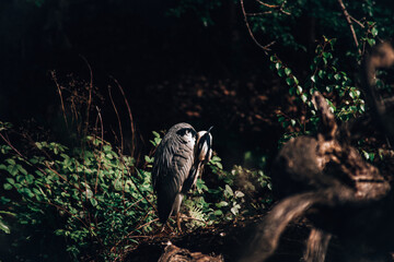 Stork Heron Bird Large Animal Nature 