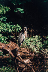 Stork Heron Bird Large Animal Nature 