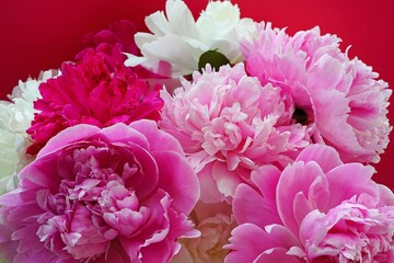 Bouquet of fragrant white and pink herbaceous peony flowers