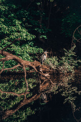 Stork Heron Bird Large Animal Nature 