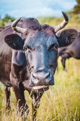 A black cow grazes against the background of another cow and looks at the camera