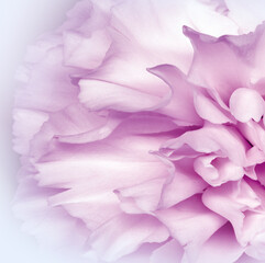 Obraz premium Floral white pink background.. Flower petals close-up. Nature.