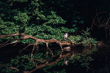 Stork Heron Bird Large Animal Nature 