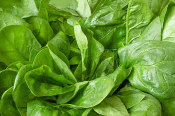 Washed fresh spinach fresh leaves close up
