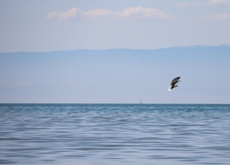 Goéland sur le Lac Léman