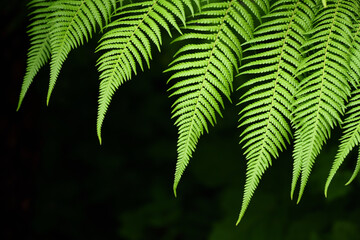 Close-up of green fresh fern fronds against dark background in nature © leopictures