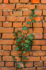 ivy weaves along the wall
