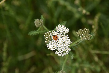 Biedronki © Iwona