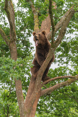 european brown bear in a tree