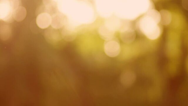 Beautiful blurry golden nature abstract 4k video background. Defocused sunny foliage of old trees and soft particles of poplar pollen fluffs flying in sunset air blown by wind.