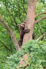 european brown bear in a tree