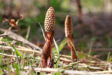 Field horsetail fertile stems