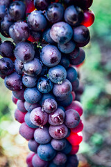 Vineyards at sunset during autumn harvest season. Close up of Ripe grapes in fall in Alsace, France