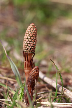 Field horsetail fertile stems