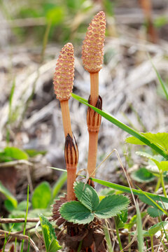 Field horsetail fertile stems