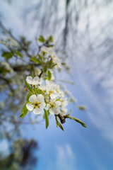 Blüten eines Birnenbaums