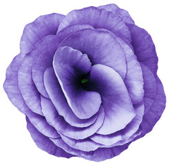 Obraz premium flower violets bright violet. Flower isolated on a white background. No shadows with clipping path. Close-up. Nature.
