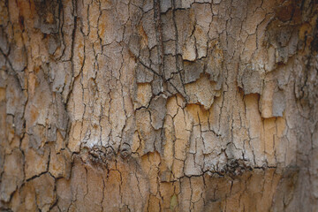 tree bark background