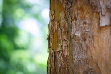 tree bark background