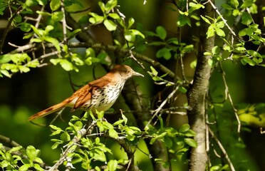 The brown thrasher is abundant throughout the eastern and central United States and southern and central Canada, and it is the only thrasher to live primarily east of the Rockies and central Texas.
