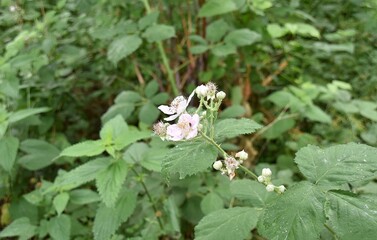 Polne kwiaty © Iwona