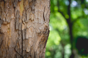 Obraz premium tree bark background