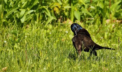 Common Grackle male on spring. Singing during breeding season.	
