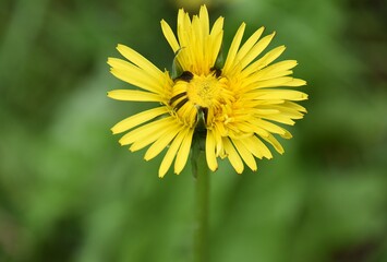 Mlecz,polne kwiaty © Iwona