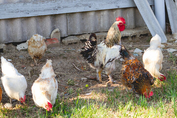 chickens peck at the green grass in the back yard of the house, roosters guard them