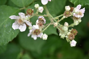 Polne Kwiaty © Iwona