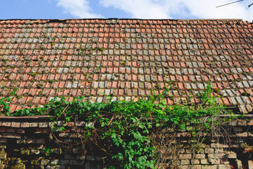 the dilapidated tile roof of the old house, overgrown with moss, with a climbing plant on the edge...