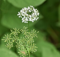 Polne Kwiaty © Iwona