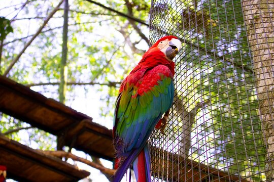 Arara vermelho com azul em uma cerca de metal no Parque das Aves de Foz do Igua&ccedil;u. P&aacute;ssaro tipicamente brasileiro. Cores azul, vermelho e amarelo.