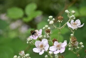 Polne kwiaty © Iwona