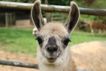 Foto de uma lhama no meio de um parque Jardim Zoologico em Curitiba, Paraná, Brasil.
A lhama, também chamada Alpaca, está olhando para a câmera, sobre um fundo verde, da natureza selvagem