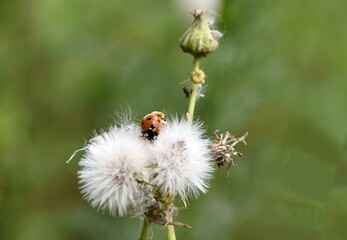 Biedronki © Iwona