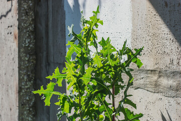 A juicy young thistle bush is growing near the old concrete wall of an industrial building. Walk around the old town on a summer day.