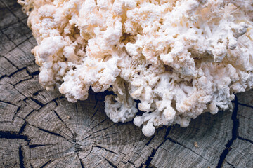 Close up of hericium erinaceus or Lions mane mushroom. Medical mushroom concept